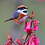 Little_Chinese_bird